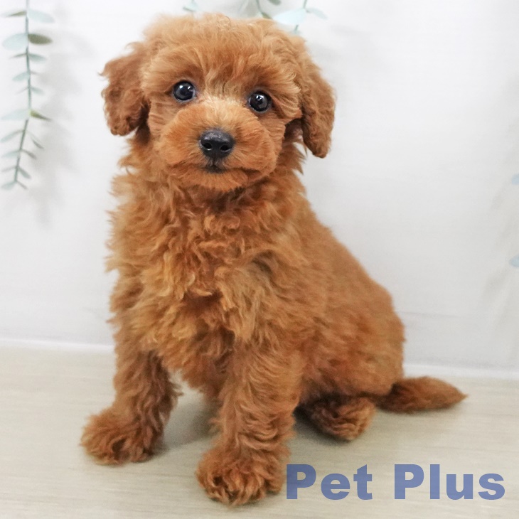 千葉県のトイプードル(トイ) (ペットプラス コトエ流山おおたかの森店/2025年9月13日生まれ/男の子/レッド)の子犬の1枚目の画像