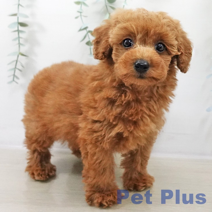 千葉県のトイプードル(トイ) (ペットプラス コトエ流山おおたかの森店/2025年9月13日生まれ/男の子/レッド)の子犬の2枚目の画像