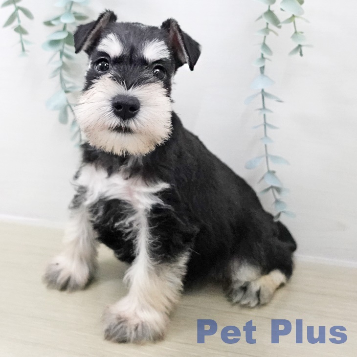 東京都のミニチュアシュナウザー (ペットプラス むさし村山店/2025年9月10日生まれ/男の子/ブラックシルバー)の子犬