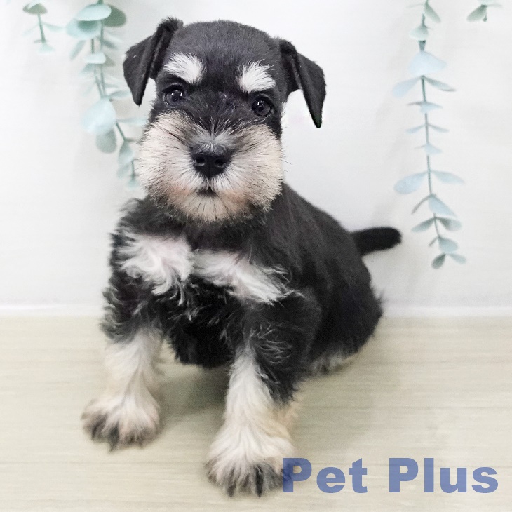 ミニチュア・シュナウザー