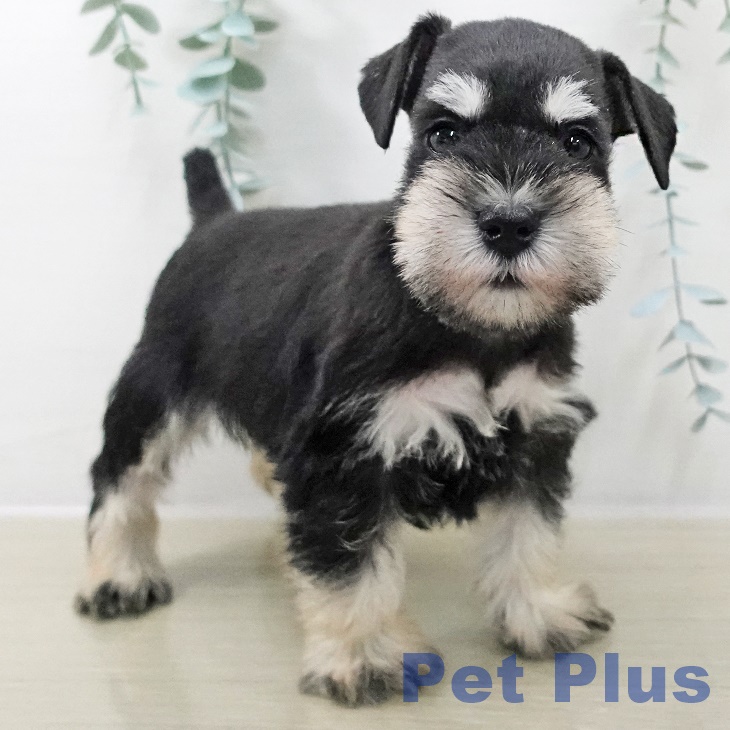 ミニチュア・シュナウザー