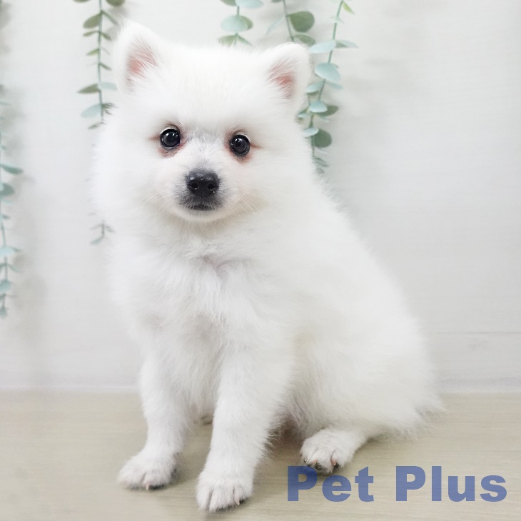 千葉県の日本スピッツ (ペットプラス 幕張新都心店/2025年9月10日生まれ/女の子/ホワイト)の子犬の1枚目の画像