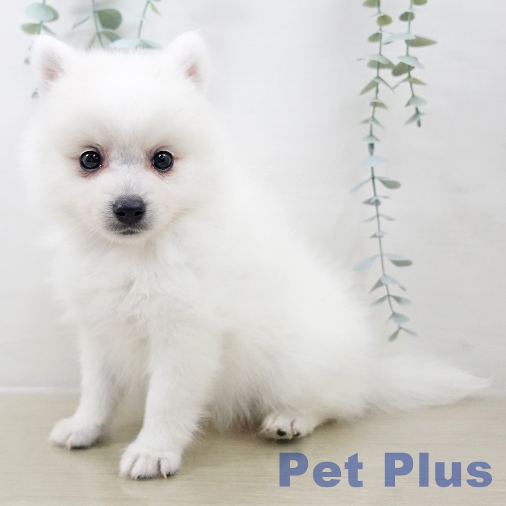 神奈川県の日本スピッツ (ペットプラス 湘南平塚店/2025年9月10日生まれ/女の子/ホワイト)の子犬