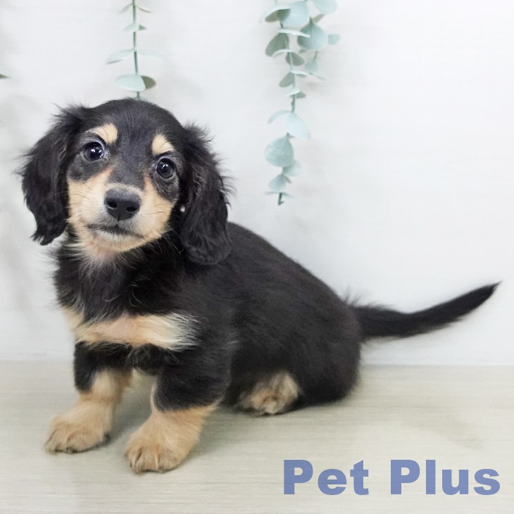 千葉県のカニンヘンダックスフンド(ロング) (ペットプラス 幕張新都心店/2025年9月11日生まれ/男の子/ブラックイエロー)の子犬