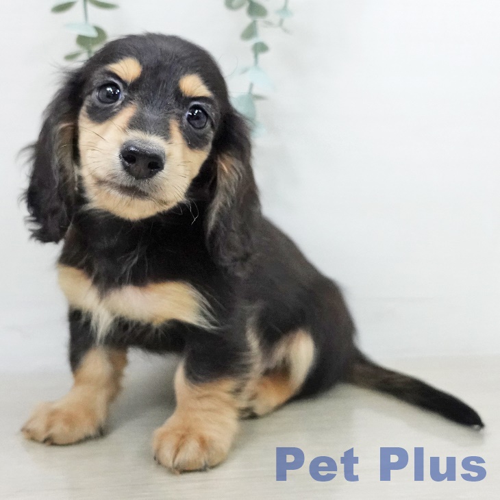 カニーンヘン・ダックスフンド