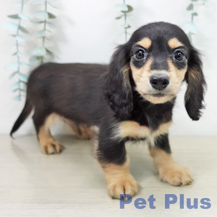 カニーンヘン・ダックスフンドの写真2