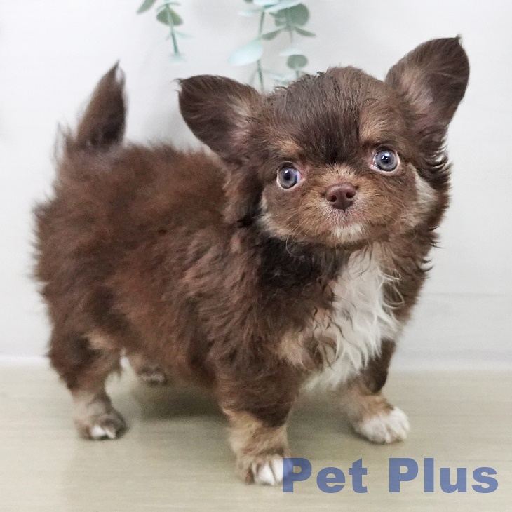 宮城県のチワワ(ロング) (ペットプラス 仙台上杉店/2025年9月13日生まれ/男の子/チョコレートタンホワイト)の子犬の1枚目の画像