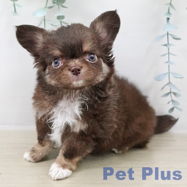 宮城県のチワワ(ロング) (ペットプラス 仙台上杉店/2025年9月13日生まれ/男の子/チョコレートタンホワイト)の子犬の2枚目の画像