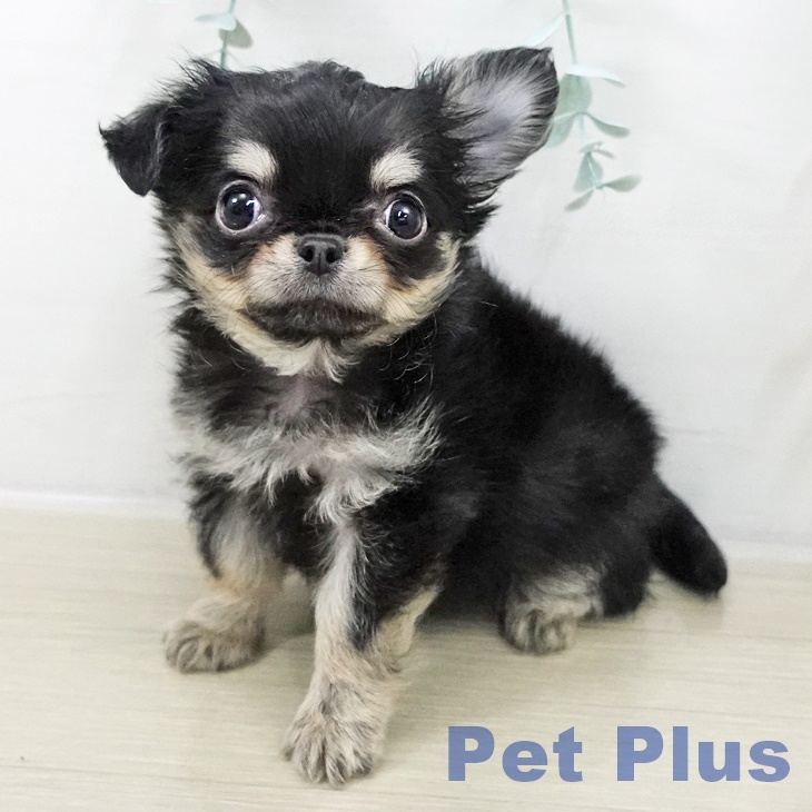 東京都のチワワ(ロング) (ペットプラス アクアシティお台場店/2025年9月5日生まれ/男の子/ブラックタン)の子犬の1枚目の画像