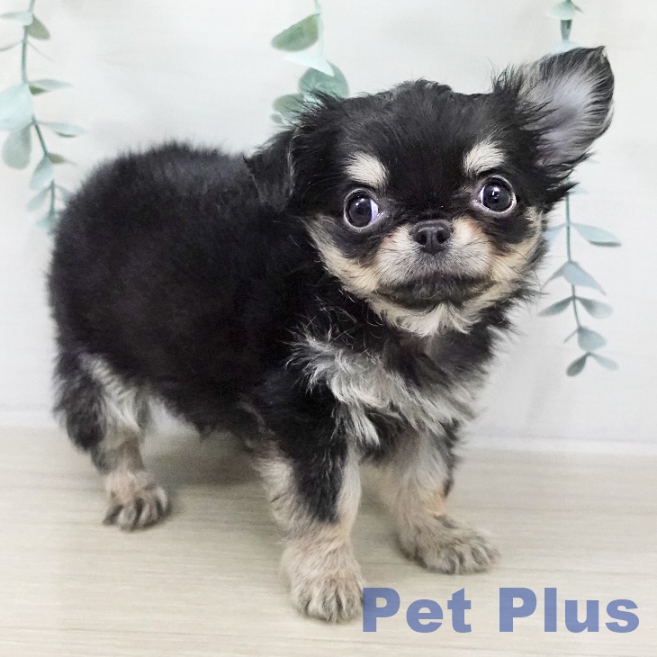 東京都のチワワ(ロング) (ペットプラス アクアシティお台場店/2025年9月5日生まれ/男の子/ブラックタン)の子犬の2枚目の画像