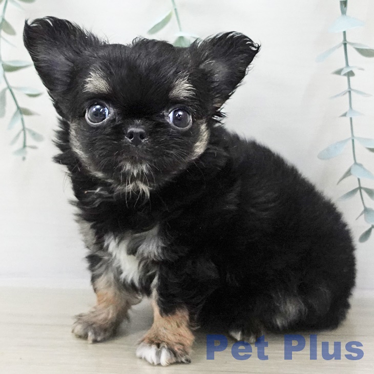 山形県のチワワ(ロング) (ペットプラス 天童店/2025年9月11日生まれ/男の子/ブラックタンホワイト)の子犬