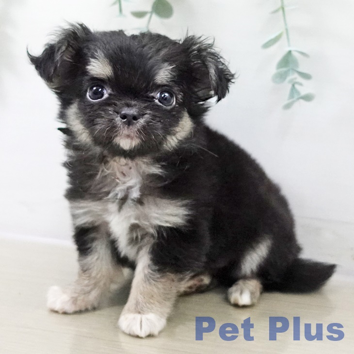 神奈川県のチワワ(ロング) (ペットプラス 川崎ルフロン店/2025年9月11日生まれ/女の子/ブラックタンホワイト)の子犬の1枚目の画像