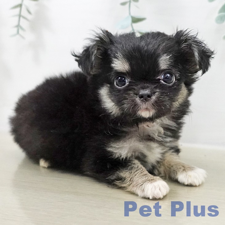 神奈川県のチワワ(ロング) (ペットプラス 川崎ルフロン店/2025年9月11日生まれ/女の子/ブラックタンホワイト)の子犬の2枚目の画像