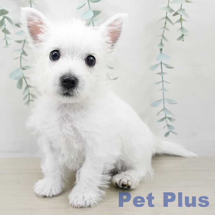 ウエスト・ハイランド・ホワイト・テリア