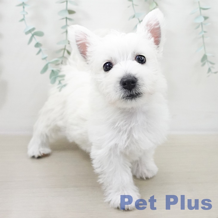 ウエスト・ハイランド・ホワイト・テリア