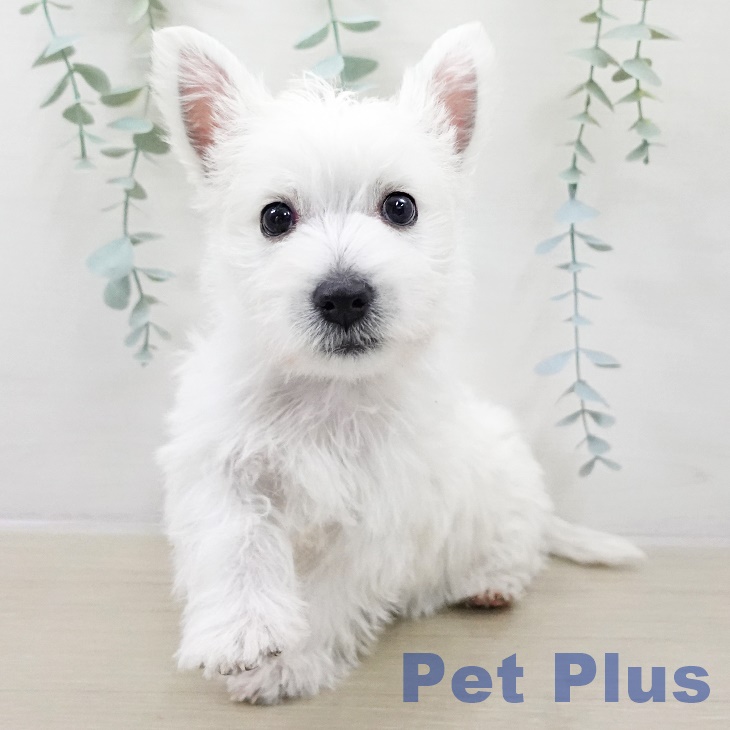 ウエスト・ハイランド・ホワイト・テリア