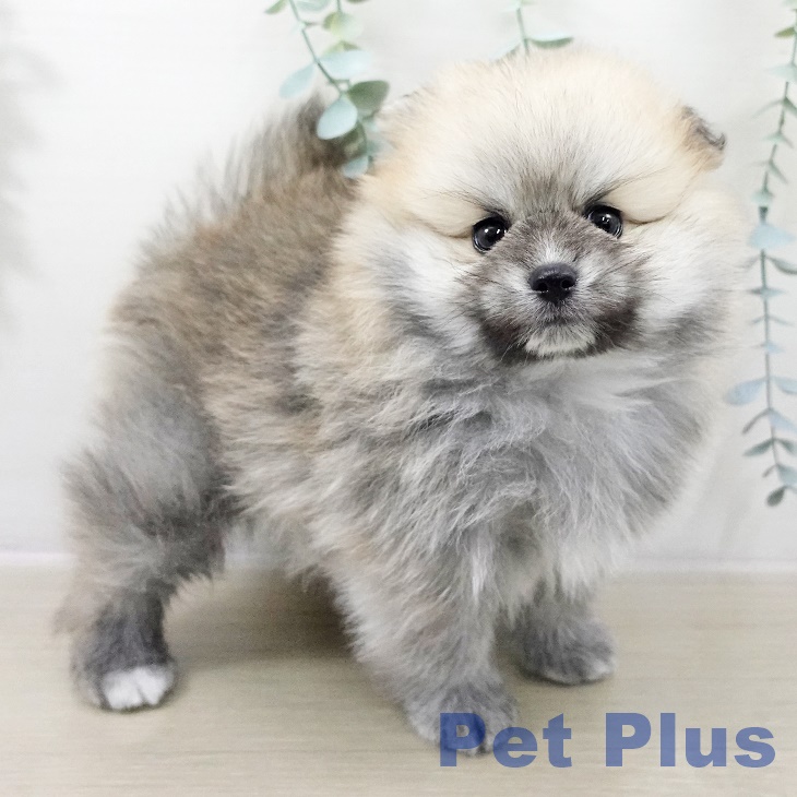 ポメラニアンの写真2