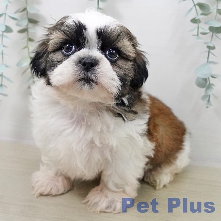 埼玉県のシーズー (ペットプラス 与野店/2025年9月11日生まれ/男の子/ゴールドホワイト)の子犬の1枚目の画像