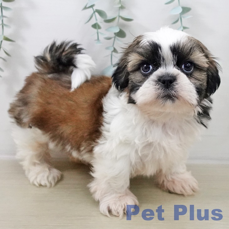 埼玉県のシーズー (ペットプラス 与野店/2025年9月11日生まれ/男の子/ゴールドホワイト)の子犬の2枚目の画像