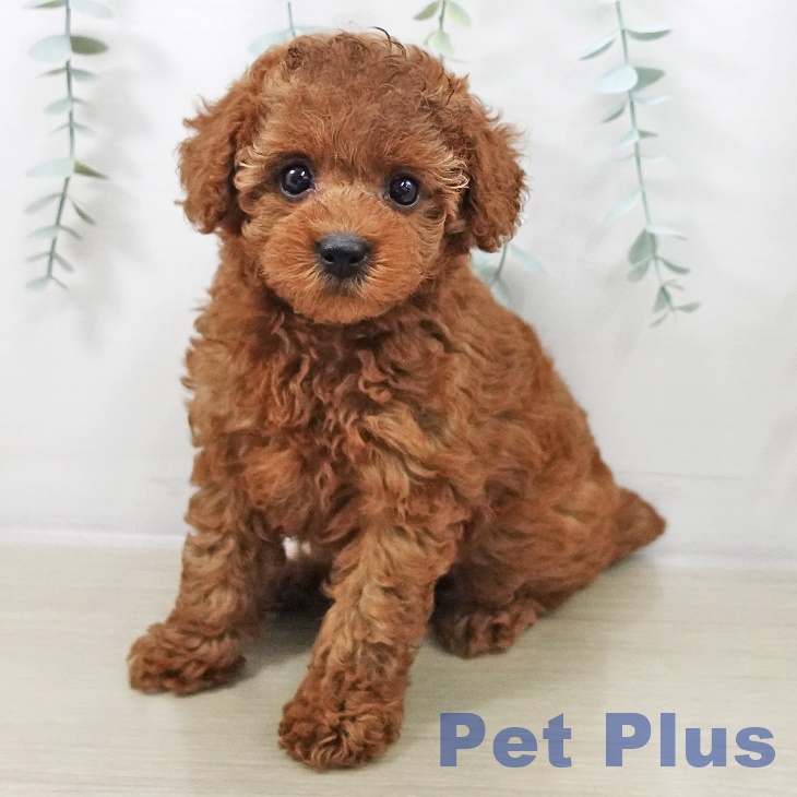 トイ・プードル