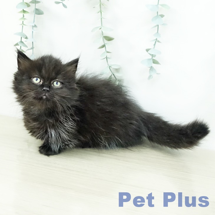 宮城県のマンチカン (ペットプラス 仙台上杉店/2025年9月10日生まれ/女の子/ブラック)の子猫の1枚目の画像