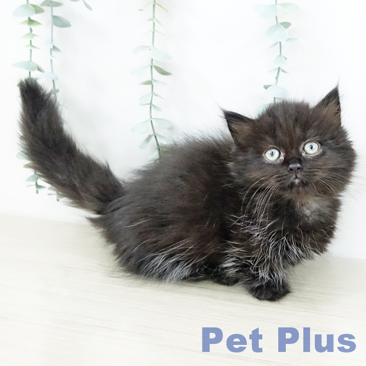 宮城県のマンチカン (ペットプラス 仙台上杉店/2025年9月10日生まれ/女の子/ブラック)の子猫の2枚目の画像