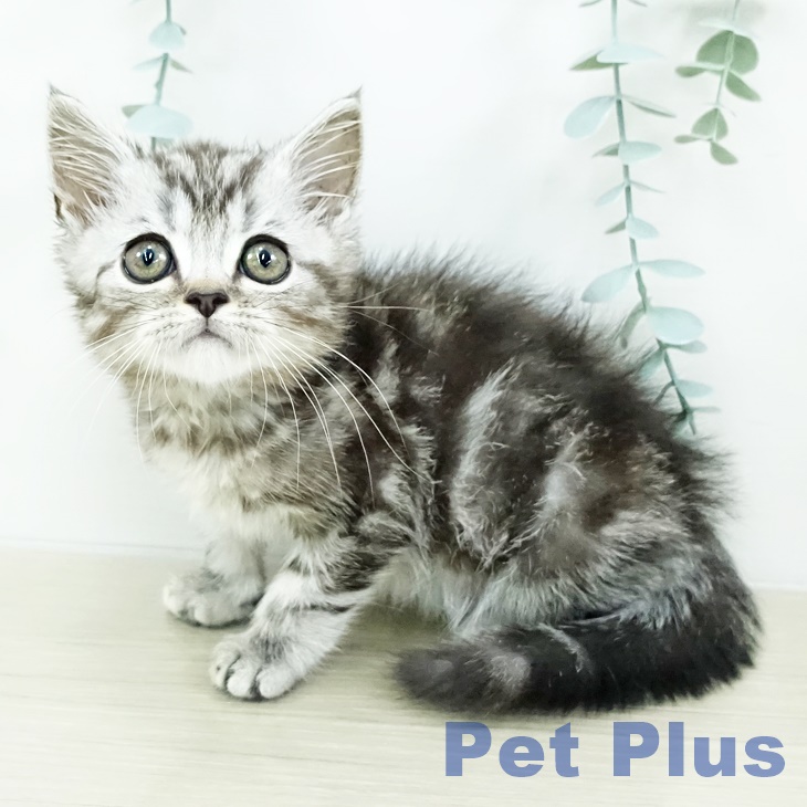 アメリカンショートヘア