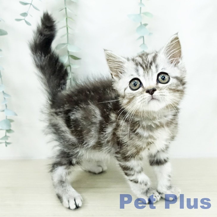 アメリカンショートヘア