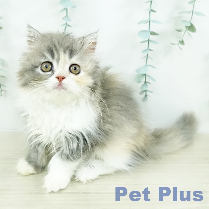 宮城県のスコティッシュフォールド (ペットプラス 仙台上杉店/2025年9月9日生まれ/女の子/ダイリュートキャリコ)の子猫の1枚目の画像