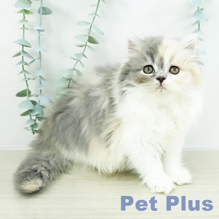 スコティッシュフォールド