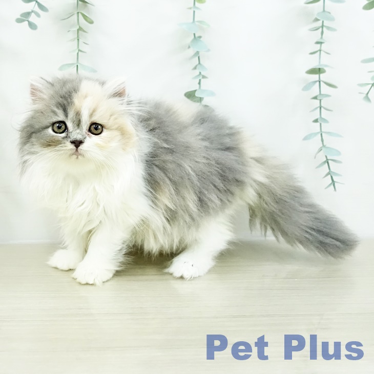 スコティッシュフォールドの写真2