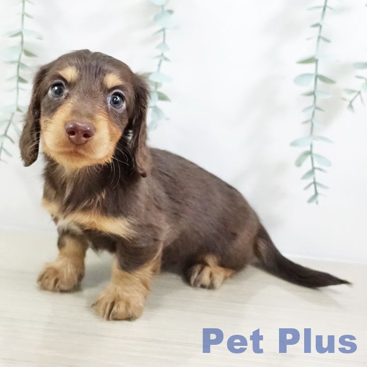 カニーンヘン・ダックスフンド