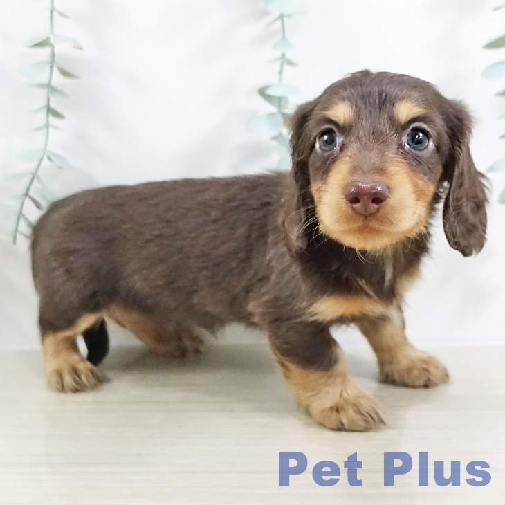 カニーンヘン・ダックスフンドの写真2