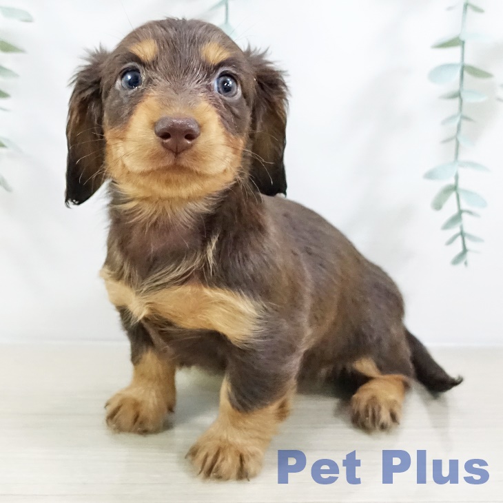 カニーンヘン・ダックスフンド