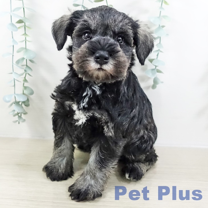 ミニチュア・シュナウザー