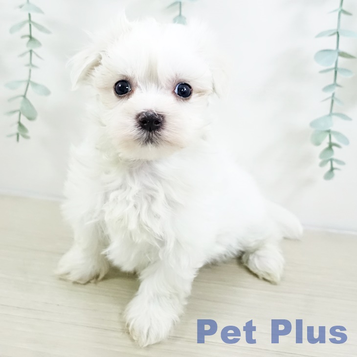 山形県のマルチーズ (ペットプラス 天童店/2025年9月13日生まれ/男の子/ホワイト)の子犬