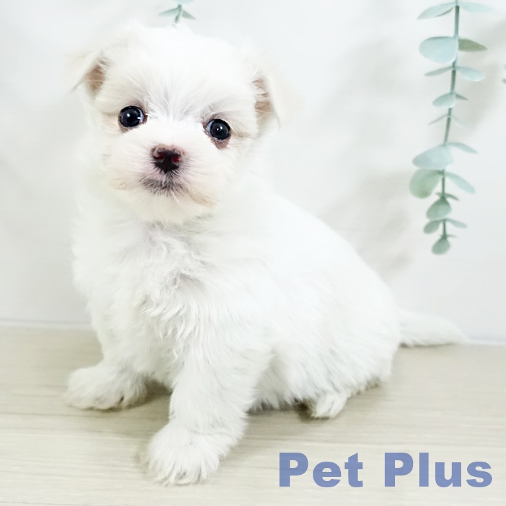 茨城県のマルチーズ (ペットプラス つくば店/2025年9月13日生まれ/女の子/ホワイト)の子犬の1枚目の画像