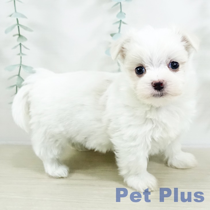 茨城県のマルチーズ (ペットプラス つくば店/2025年9月13日生まれ/女の子/ホワイト)の子犬の2枚目の画像