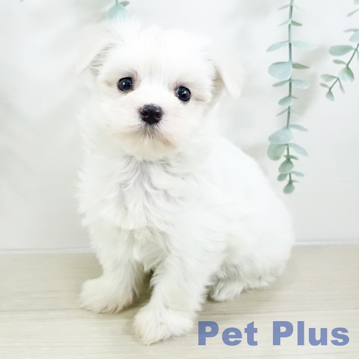 埼玉県のマルチーズ (ペットプラス 与野店/2025年9月13日生まれ/女の子/ホワイト)の子犬の1枚目の画像