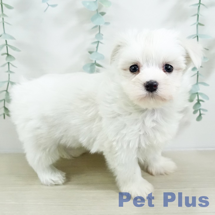 埼玉県のマルチーズ (ペットプラス 与野店/2025年9月13日生まれ/女の子/ホワイト)の子犬の2枚目の画像