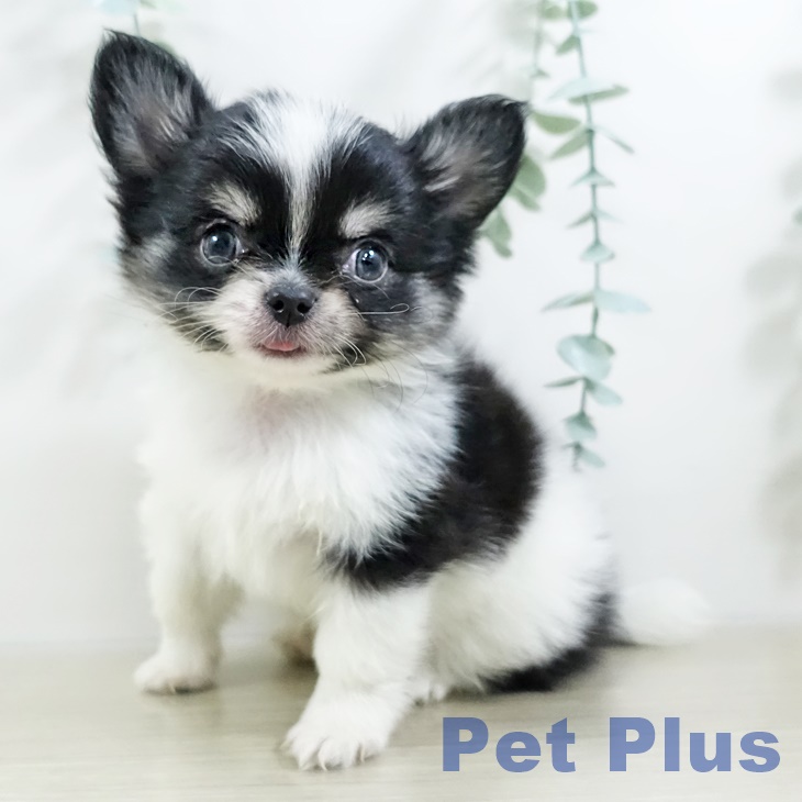 埼玉県のチワワ(ロング) (ペットプラス 羽生店/2025年9月6日生まれ/男の子/ホワイトブラックタン)の子犬の1枚目の画像