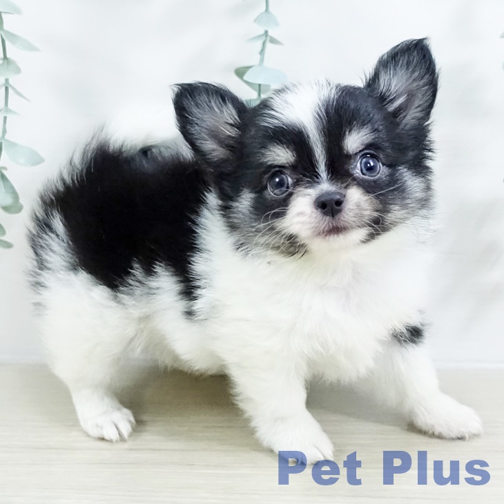 埼玉県のチワワ(ロング) (ペットプラス 羽生店/2025年9月6日生まれ/男の子/ホワイトブラックタン)の子犬の2枚目の画像