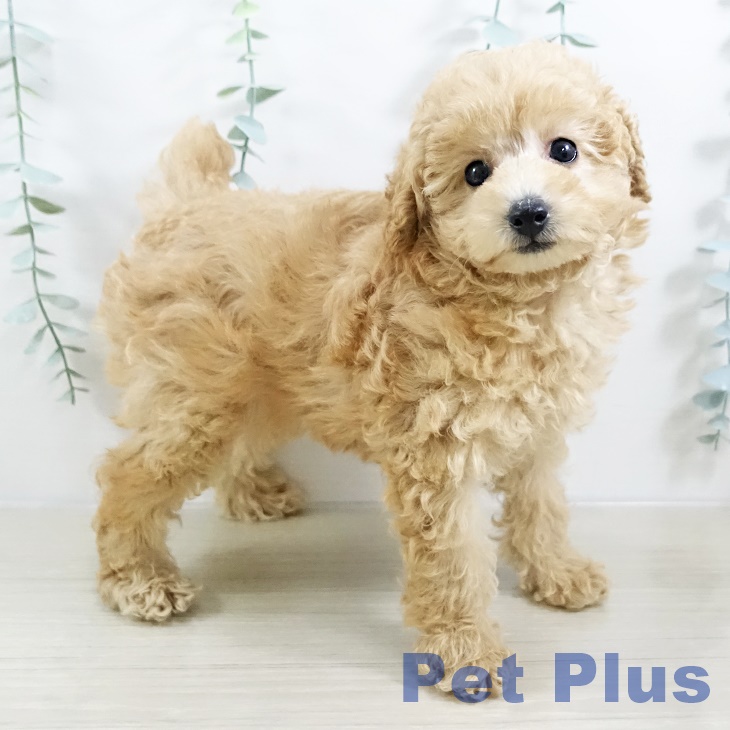 埼玉県のトイプードル(トイ) (ペットプラス イオンモール春日部店/2025年8月22日生まれ/女の子/アプリコット)の子犬の1枚目の画像
