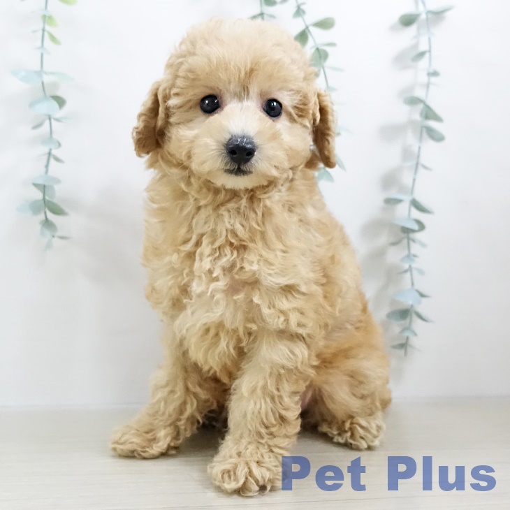 埼玉県のトイプードル(トイ) (ペットプラス イオンモール春日部店/2025年8月22日生まれ/女の子/アプリコット)の子犬の2枚目の画像