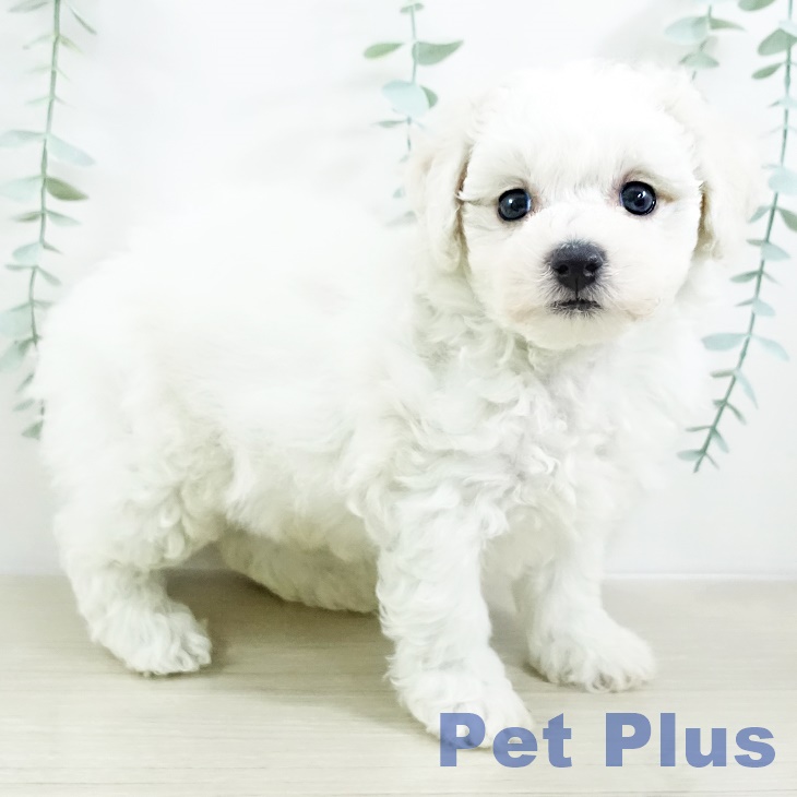 ビション・フリーゼ