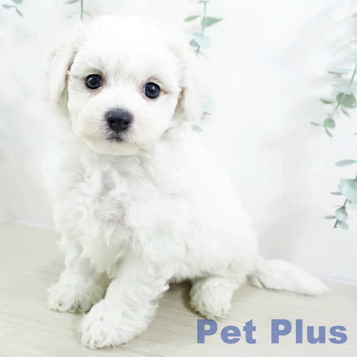 ビション・フリーゼ