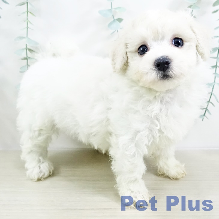 神奈川県のビションフリーゼ (ペッツワン 横須賀久里浜店/2025年9月12日生まれ/男の子/ホワイト)の子犬