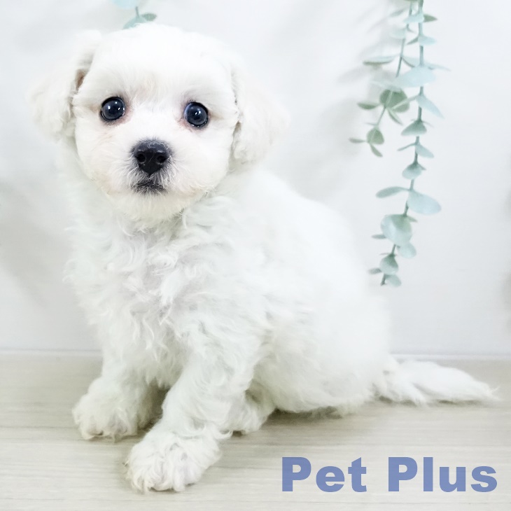 ビション・フリーゼ