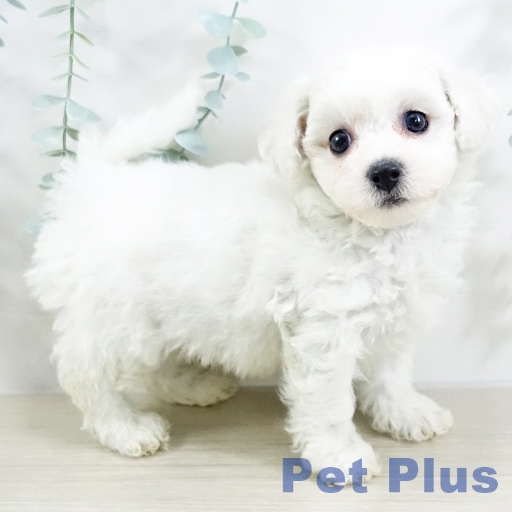 ビション・フリーゼ