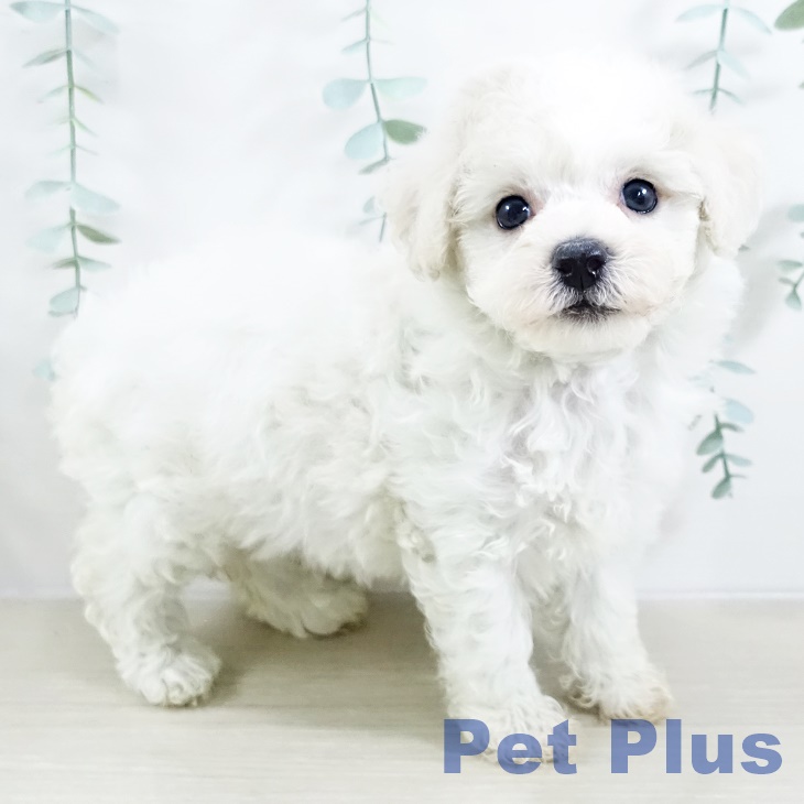 神奈川県のビションフリーゼ (ペットプラス テラスモール湘南店/2025年9月12日生まれ/女の子/ホワイト)の子犬